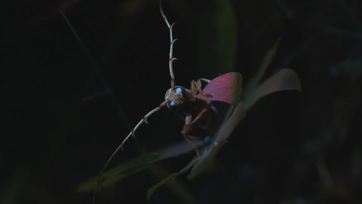 Les insectes ne sont ni des dieux ni des démons, la preuve dans