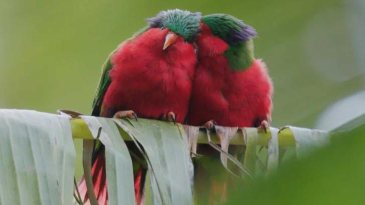Ura, sauver l’oiseau sacré des Australes