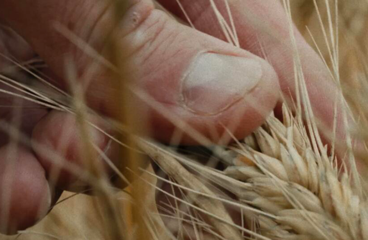 Cette semaine, on marche sur les traces des premiers agriculteurs
