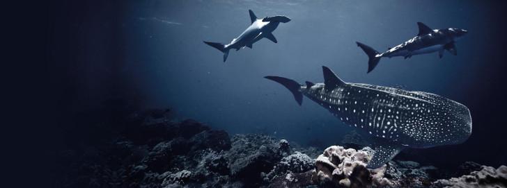 Des requins dans l'océan