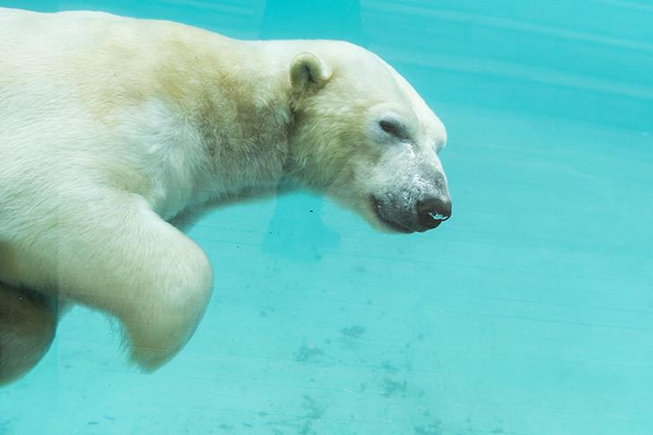 Une saison au zoo (saison 11), à retrouver sur bientôt sur France 4.