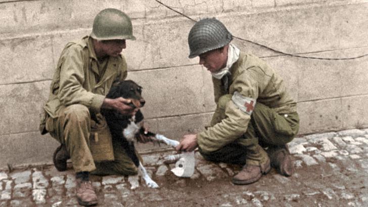 "Les Animaux dans la Guerre", un documentaire inédit à voir sur France 3.