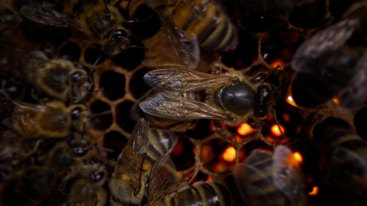Gros plan sur l'intérieur d'une ruche