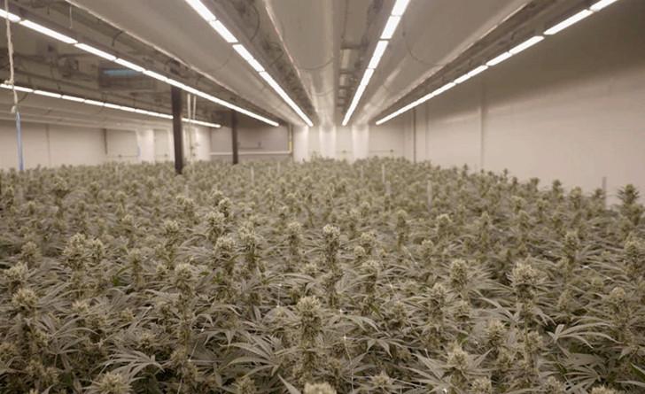 Cannabis — Une enquête de Mathieu Kassovitz et Antoine Robin