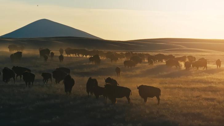 Harde de bisons