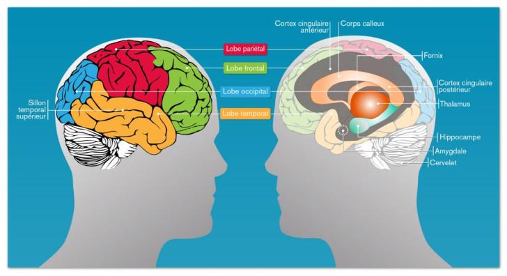 Illustration des zones du cerveau impliquées dans la mémoire