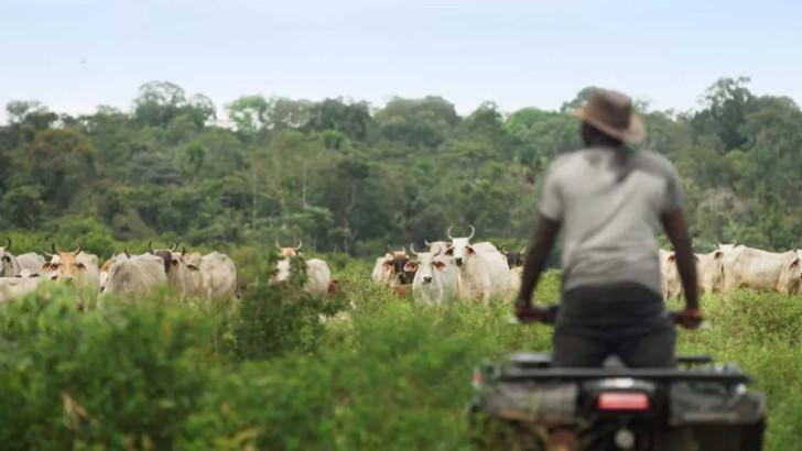 Guyane, vivre avec le jaguar