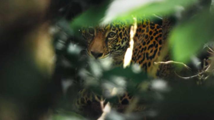 Guyane, vivre avec le jaguar