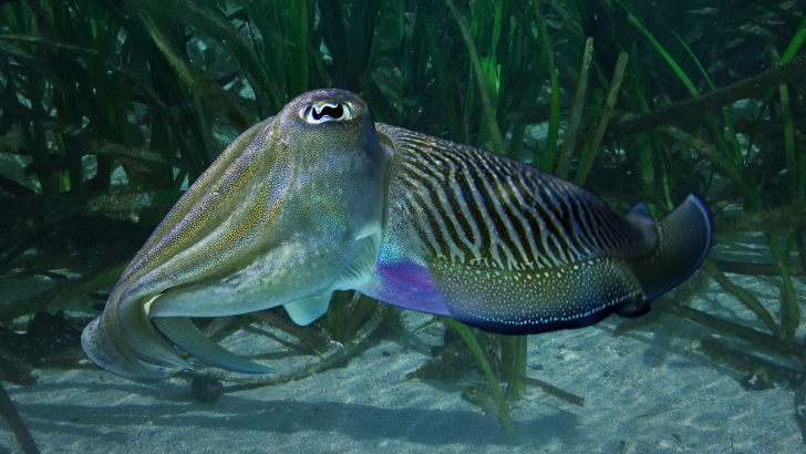 Sépia, l’odyssée d’une seiche ! 