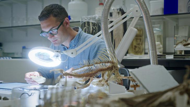 Science grand format : La fabuleuse histoire des oiseaux, des dinosaures parmi nous 