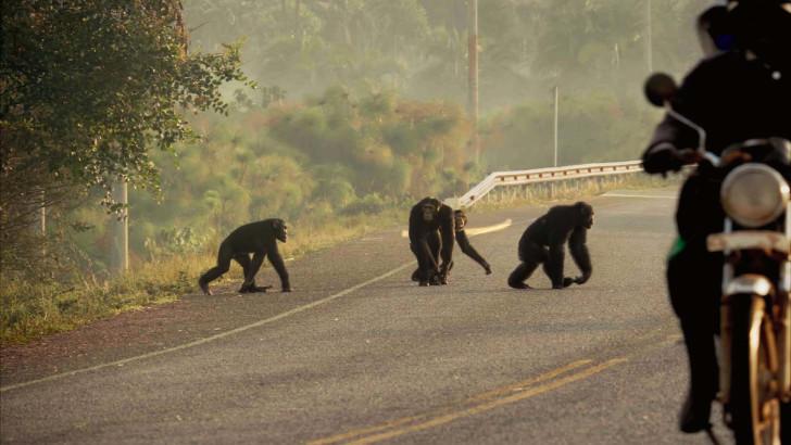 Le territoire des chimpanzés d'Ouganda se réduit à Peau de chagrin