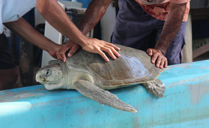 Lumni Nature : « Sauvés de l'extinction : la tortue qui venait d'ailleurs »