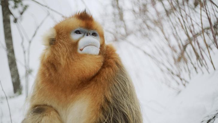 Portrait du singe doré dans la neige regardant vers le haut