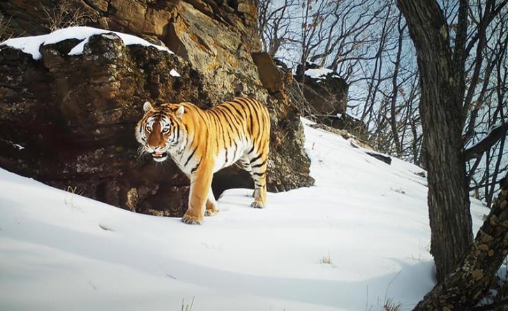 « Royaume de glace : l'Arctique » le tigre de Sibérie