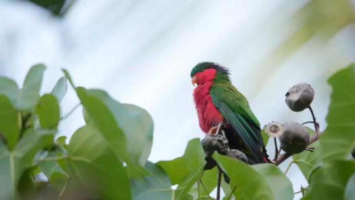 Ura, sauver l'oiseau sacré des Australes