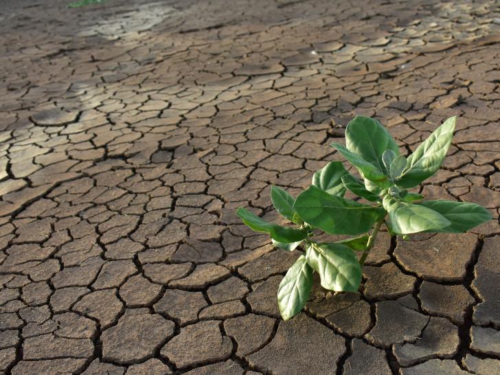 journée mondiale de l'environnement